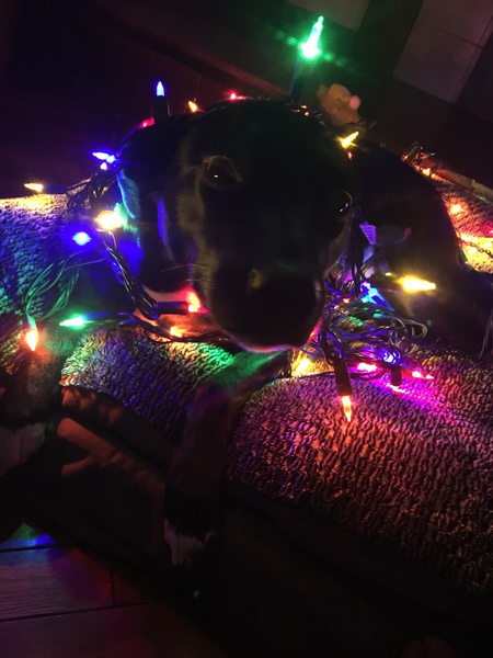 Entry image for Luna. Clicking this image will show a larger photo