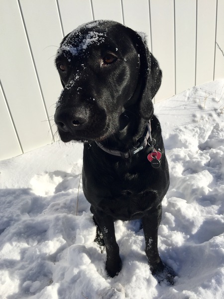 Entry image for Kato. Clicking this image will show a larger photo