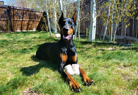 Entry image for Abigail. Clicking this image will show a larger photo