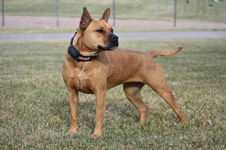 Entry image for Peppa. Clicking this image will show a larger photo