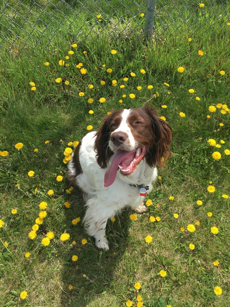 Entry image for Sonny . Clicking this image will show a larger photo