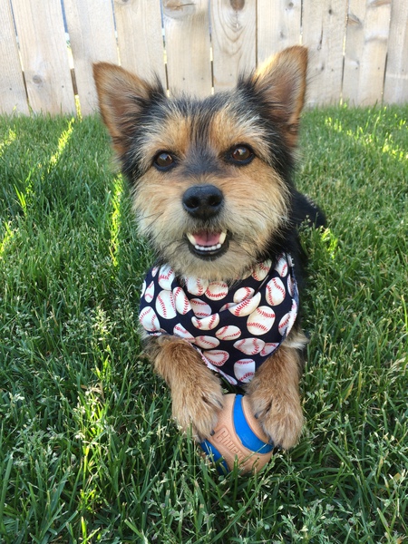 Entry image for Rascal. Clicking this image will show a larger photo