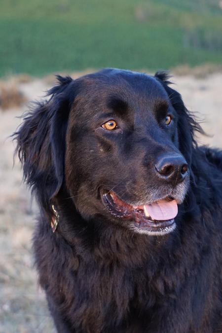 Entry image for Chili. Clicking this image will show a larger photo