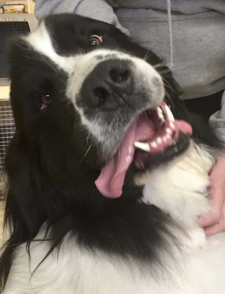 Entry image for Maxamillion . Clicking this image will show a larger photo