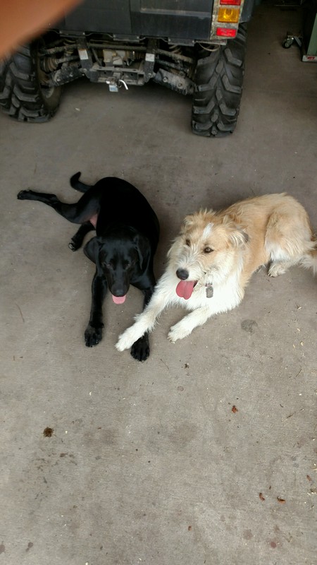 Entry image for Moose & Ruby. Clicking this image will show a larger photo