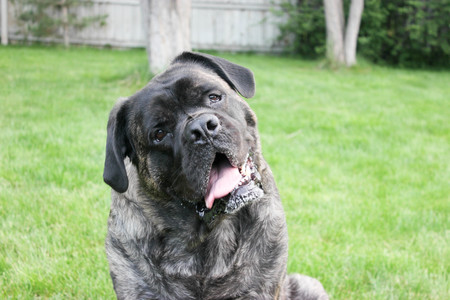 Entry image for Sammy. Clicking this image will show a larger photo