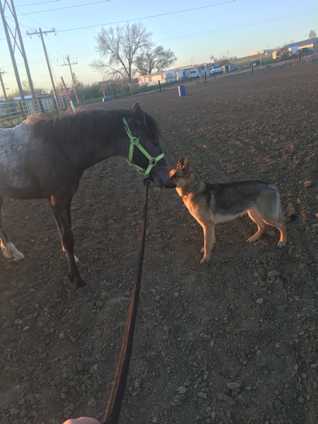 Entry image for Calamity/ Regan. Clicking this image will show a larger photo