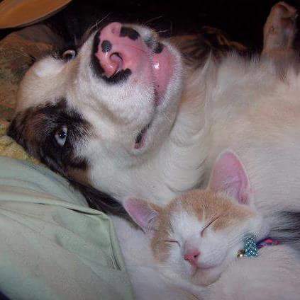 Entry image for Dozer and Razzel. Clicking this image will show a larger photo