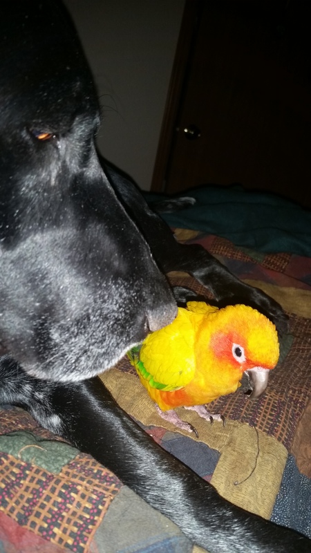 Entry image for Belle and Indy. Clicking this image will show a larger photo