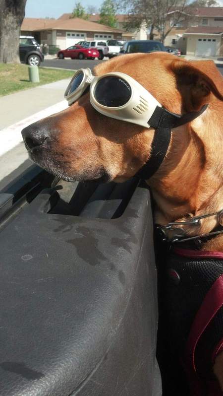 Entry image for Conan. Clicking this image will show a larger photo