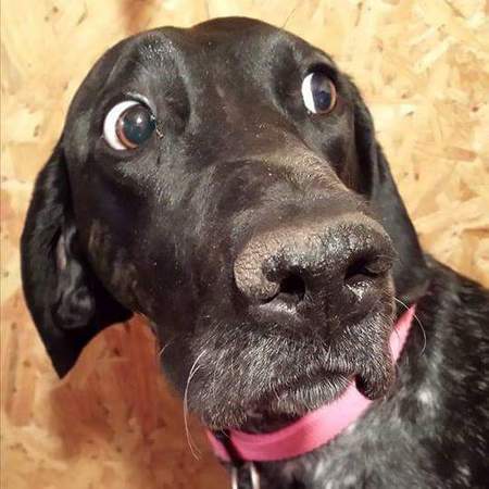 Entry image for Belle. Clicking this image will show a larger photo