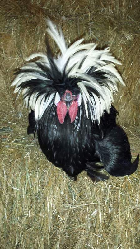 Entry image for Rocky. Clicking this image will show a larger photo