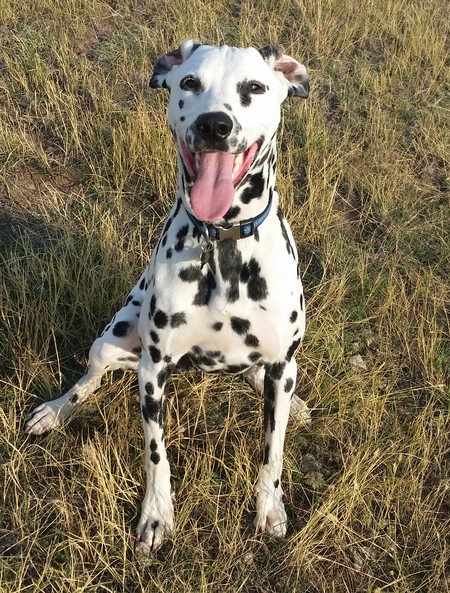 Entry image for Axel. Clicking this image will show a larger photo