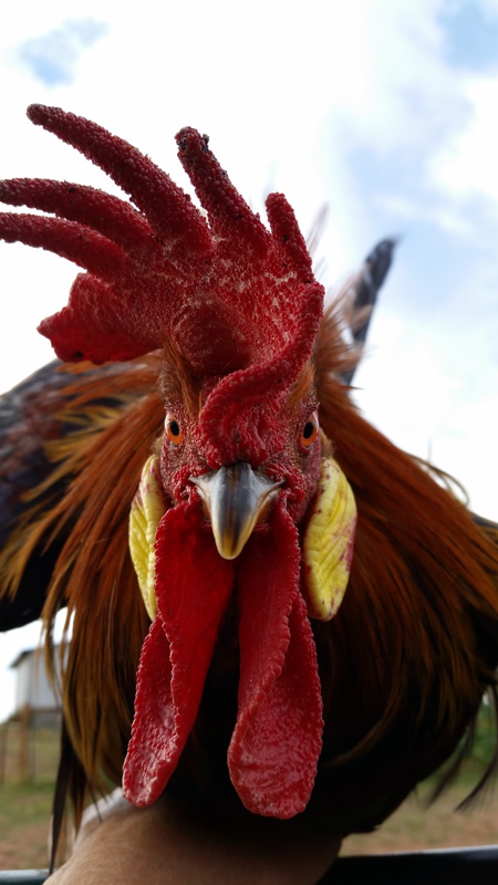 Entry image for Abracadabra. Clicking this image will show a larger photo