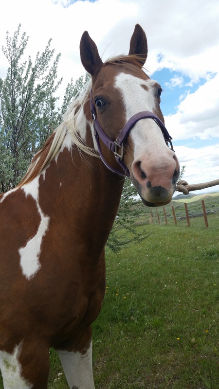 Entry image for Tobi. Clicking this image will show a larger photo