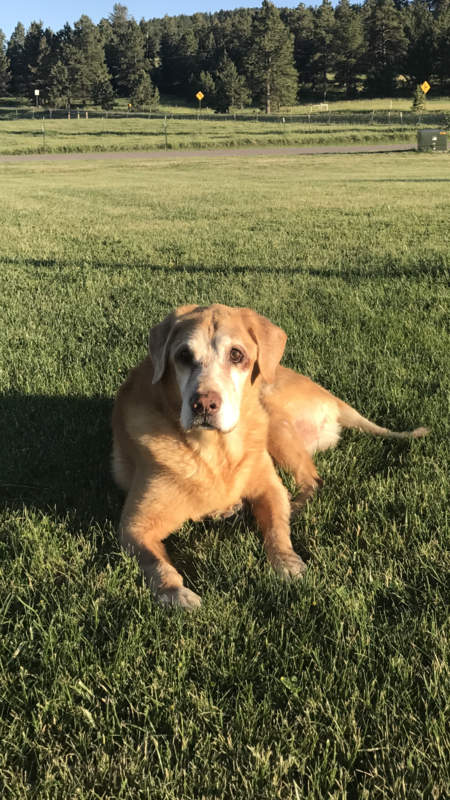 Entry image for Maximus. Clicking this image will show a larger photo