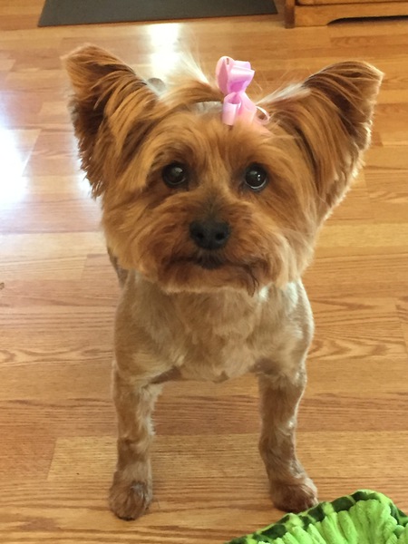 Entry image for SadieHawkins. Clicking this image will show a larger photo