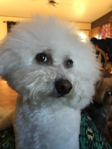 Entry image for Sophie Grace. Clicking this image will show a larger photo