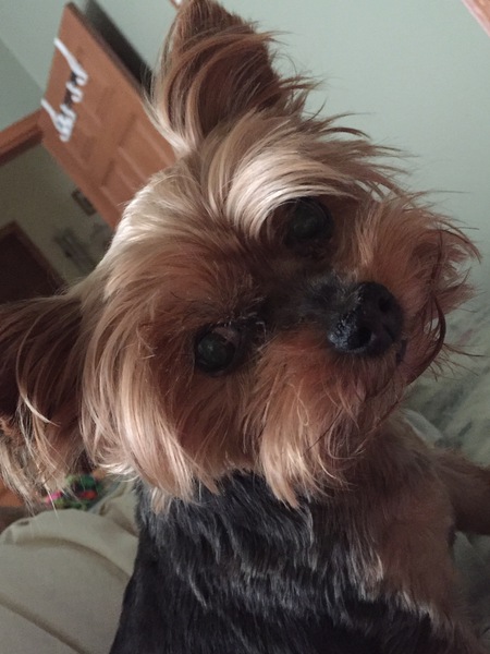 Entry image for Zuzu. Clicking this image will show a larger photo