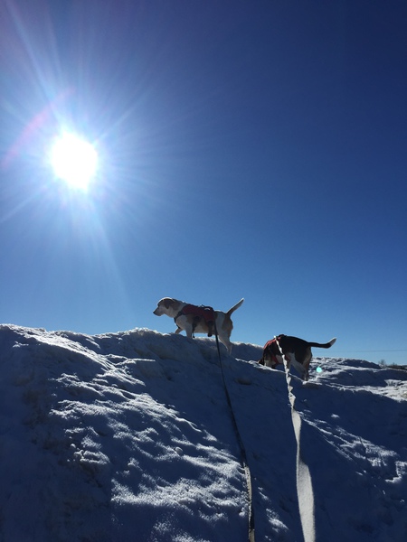 Entry image for Beagles, Beatrix and Cooper. Clicking this image will show a larger photo