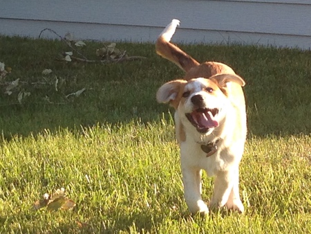 Entry image for Gus. Clicking this image will show a larger photo