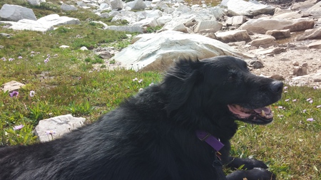 Entry image for Elbie. Clicking this image will show a larger photo