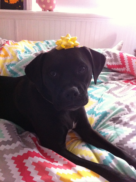 Entry image for Clementine. Clicking this image will show a larger photo