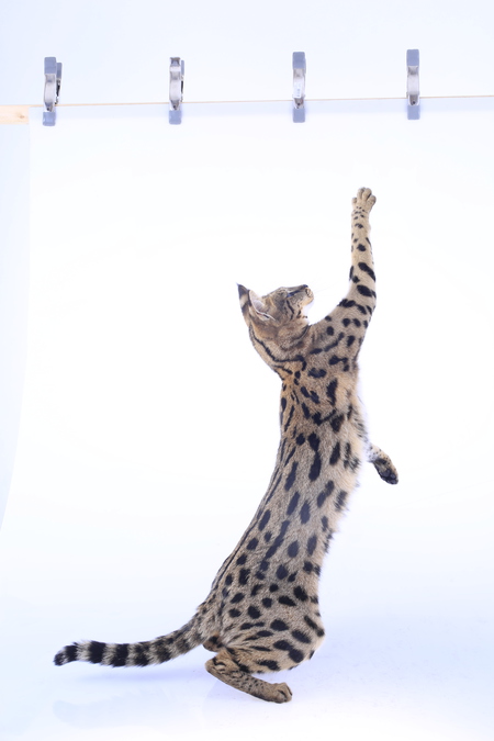 Entry image for C U B B Y. Clicking this image will show a larger photo