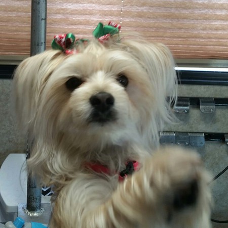 Entry image for Destiny. Clicking this image will show a larger photo