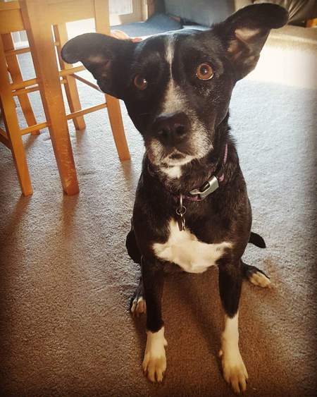 Entry image for Ayla. Clicking this image will show a larger photo