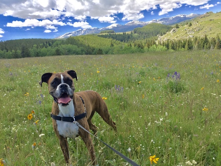 Entry image for Chloe. Clicking this image will show a larger photo