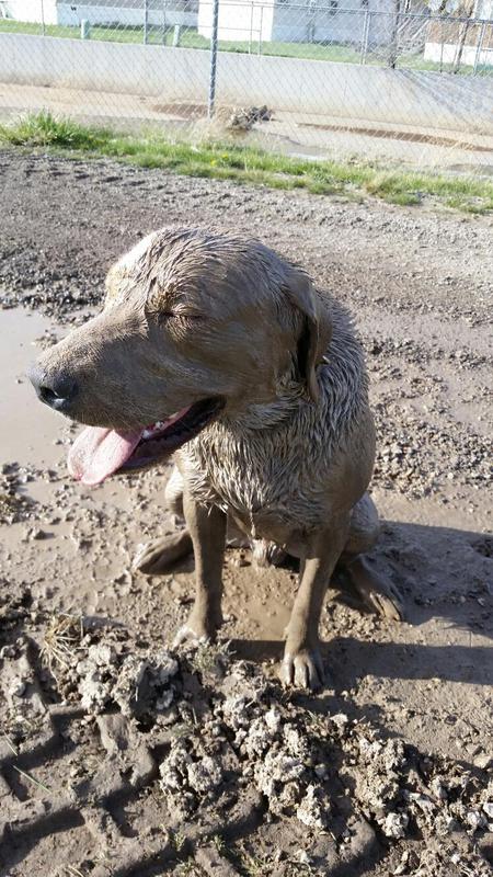 Entry image for Dax. Clicking this image will show a larger photo