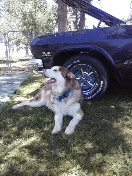 Entry image for Hercules. Clicking this image will show a larger photo