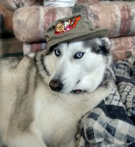 Entry image for SkyLo Blue . Clicking this image will show a larger photo