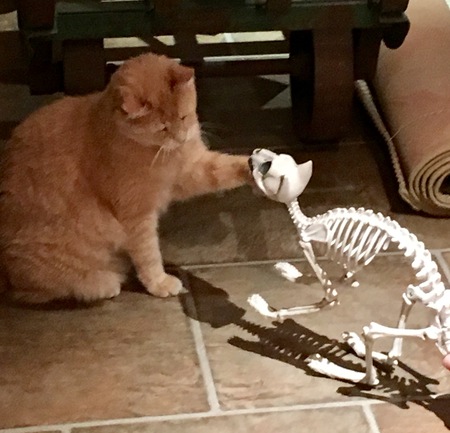 Entry image for Harry. Clicking this image will show a larger photo