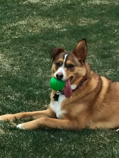 Entry image for Jax. Clicking this image will show a larger photo