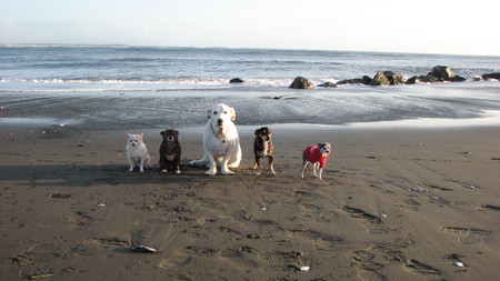 Entry image for Jasper, Hooch, Griz, Dakota, Miss Kitty. Clicking this image will show a larger photo