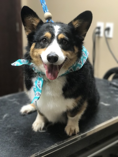 Entry image for Willy. Clicking this image will show a larger photo