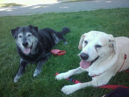 Indy, black lab and Bailey, yellow lab Tobin