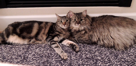 Bean (on left), Roo (on right)