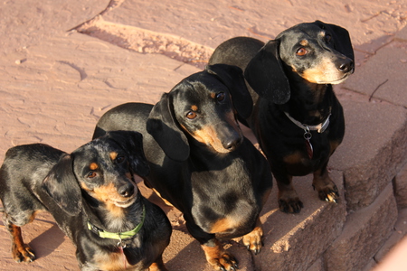 Isabeau, Buddy and Nugget