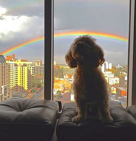 Toby Somewhere Under the Rainbow