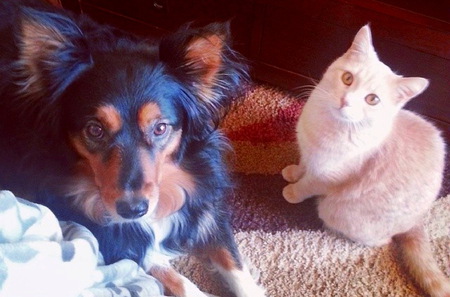 Rory (dog) & Missy (cat)