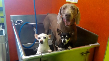 Kiki (Blond Chihuahua),  Jasmine (Black Chihuahua), Shadow (Grey Weimaraner)