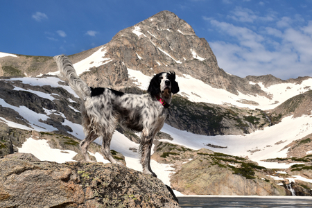 Cricket  (the Colorado Mountain Dog)