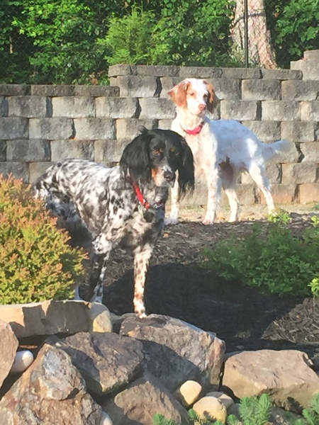 Willow (in front) Stella (rear)