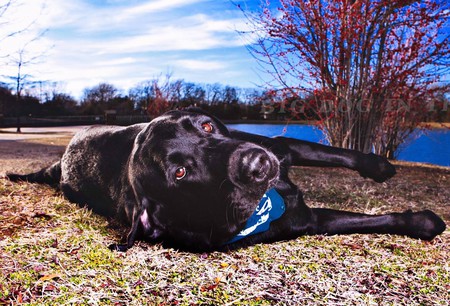 Duke