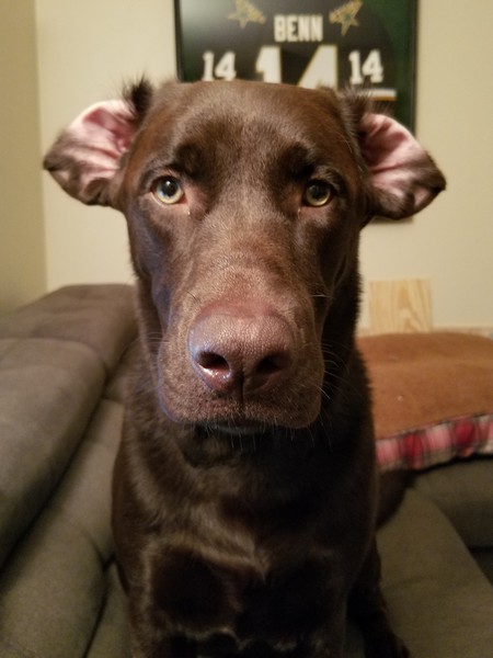Haus Moose 