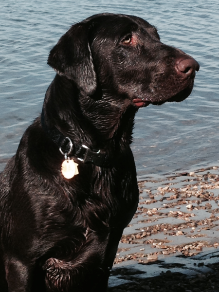 Moose