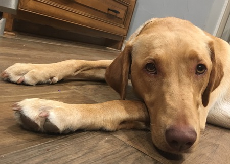Rosie